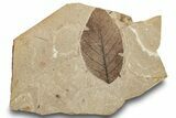 Fossil Plant (Betula leopoldae) Plate - McAbee, BC #248785-1